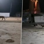 Gujarat: Street Dogs Chase Lion in Somnath Gir Village, CCTV Footage Goes Viral